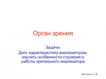 Орган зрения