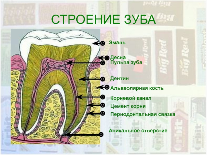 В чем особенность строения дентина какую. Строение зуба эмаль дентин цемент пульпа. Строение зуба периодонт цемент.
