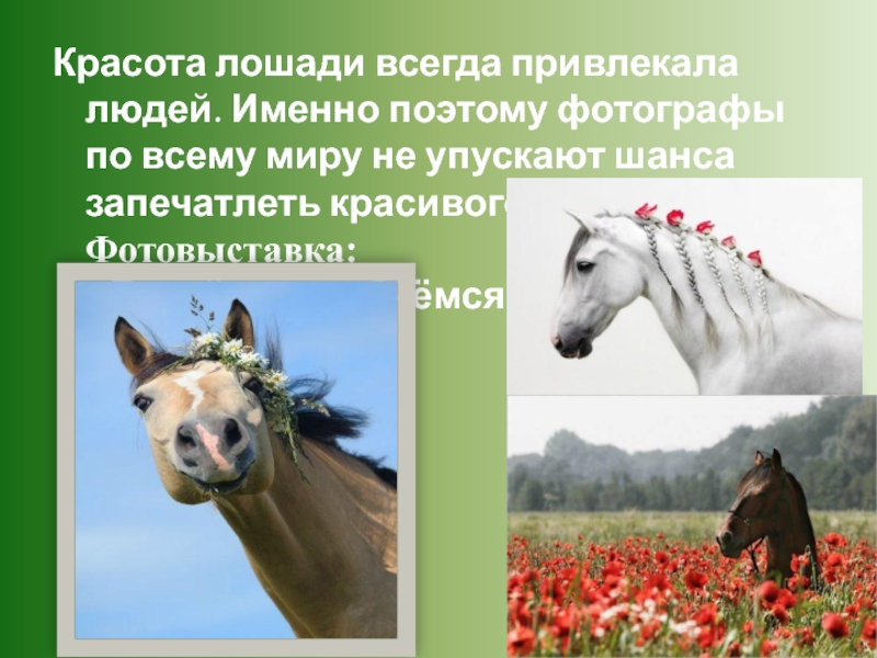 Лошадь красивые слова. Доклад о красоте лошадей. Стихи о красоте лошадей. Как описать красоту лошади. Стихи про лошадей красивые.