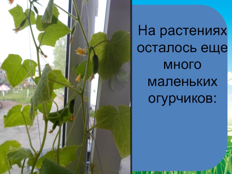 Как растут огурцы на подоконнике поэтапно фото