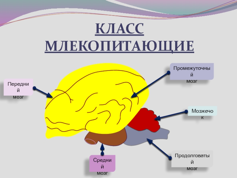 Укажи рисунок на котором представлен мозг млекопитающего