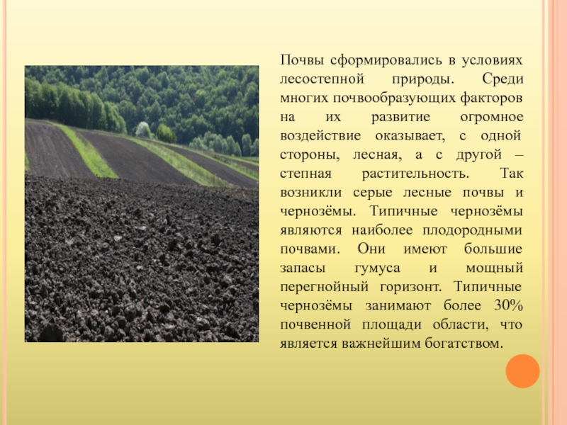 Основные сведения о почвах вашего края. Черноземы лесостепи почвы. Почвы Белгородской области. Черноземные почвы лесостепной зоны. Почвы моего края.