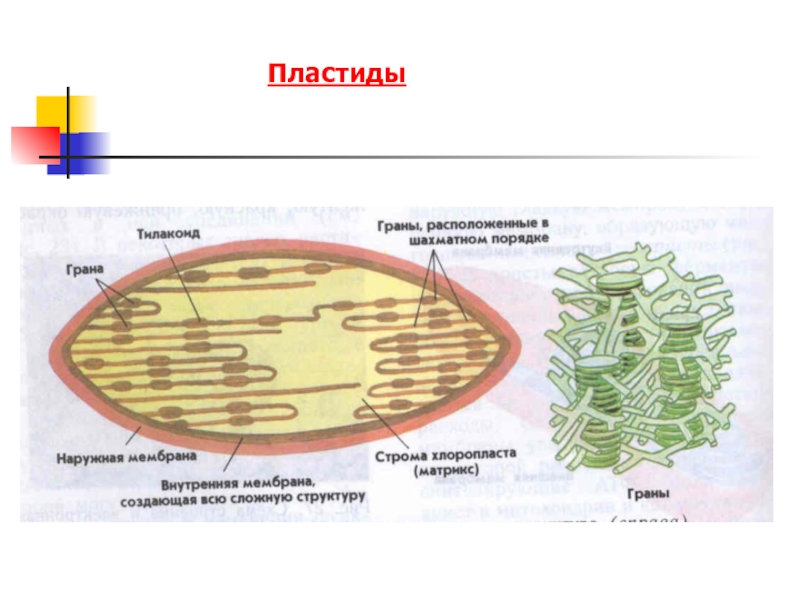 Пластиды рисунок с подписями