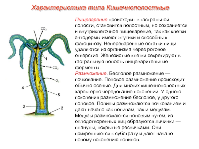 Какие признаки характерны для животного изображенного на рисунке пищеварение внутриклеточное