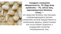Синдром снижения яйценоскости- 76 ( Egg drop syndrome – 76, литье яиц,
