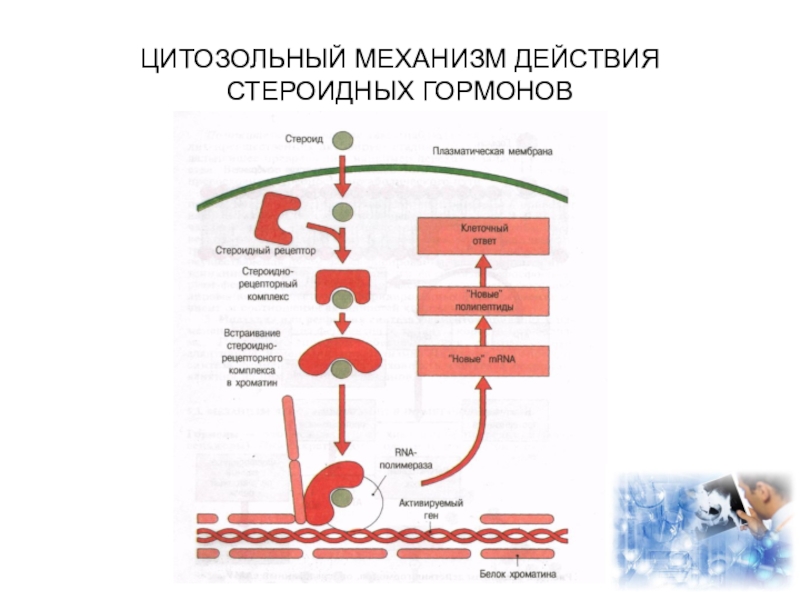 Механизм действия гормонов схема