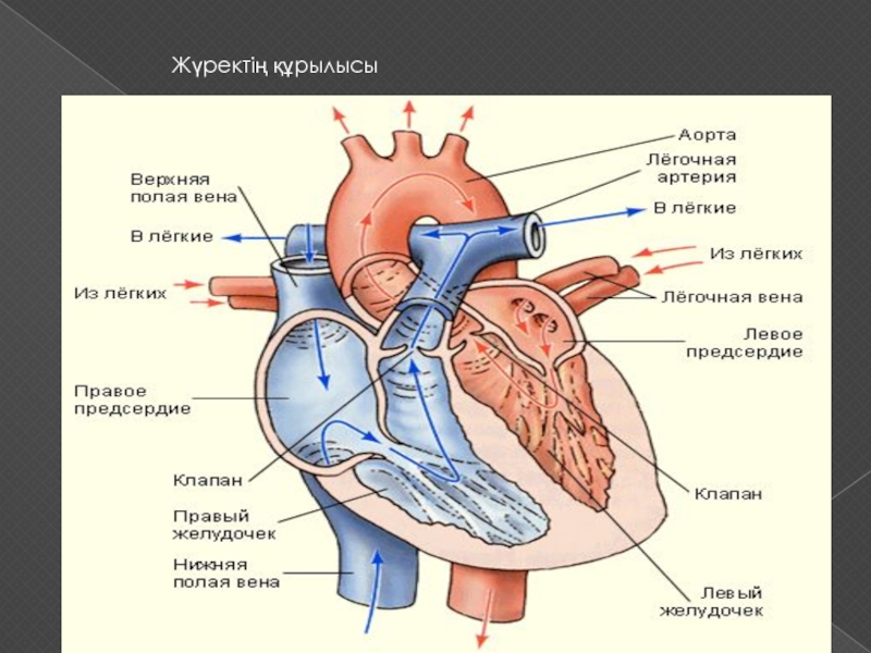 Жүрек құрылысы презентация