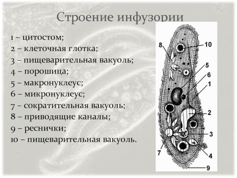 Инфузория консумент. Инфузория туфелька строение Трихоцисты. Порошица у инфузории. Строение инфузории Трихоцисты. Строение инфузории туфельки.