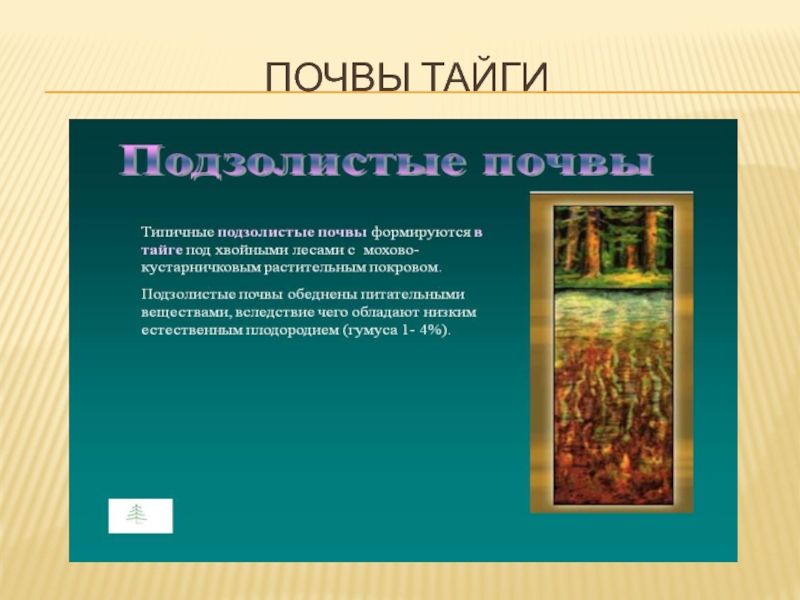 Урок почва 6 класс география. Почвы тайги. Почва тайги Тайга. Название почвы в тайге. Почва тайги география.