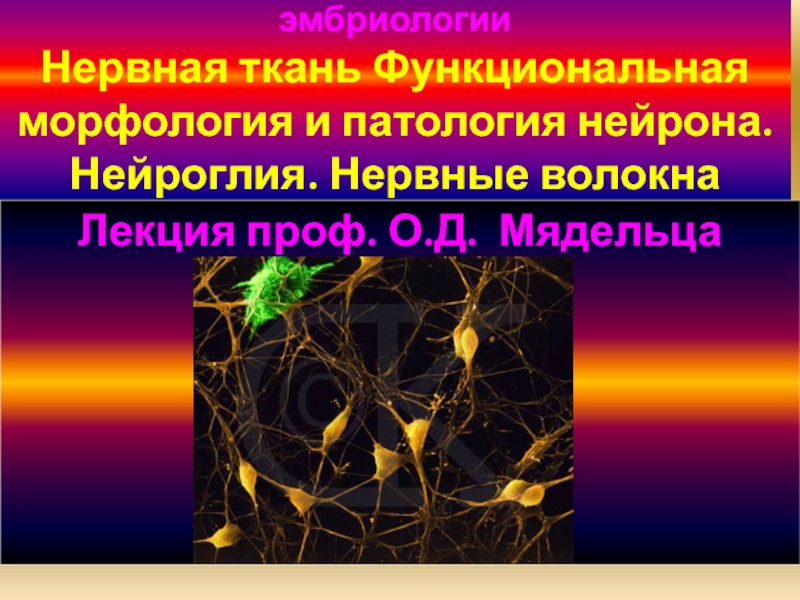 Кафедра гистологии, цитологии и эмбриологии Нервная ткань Функциональная