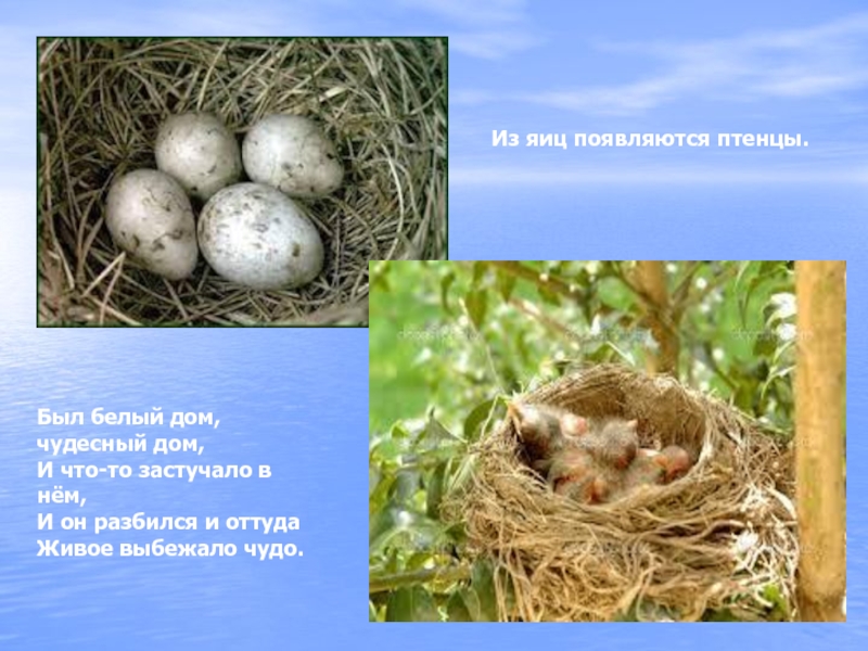 Появятся птенцы. Птенцы появились из яйца. Птицы и их яйца презентация. Кто появляется у птиц из яиц.