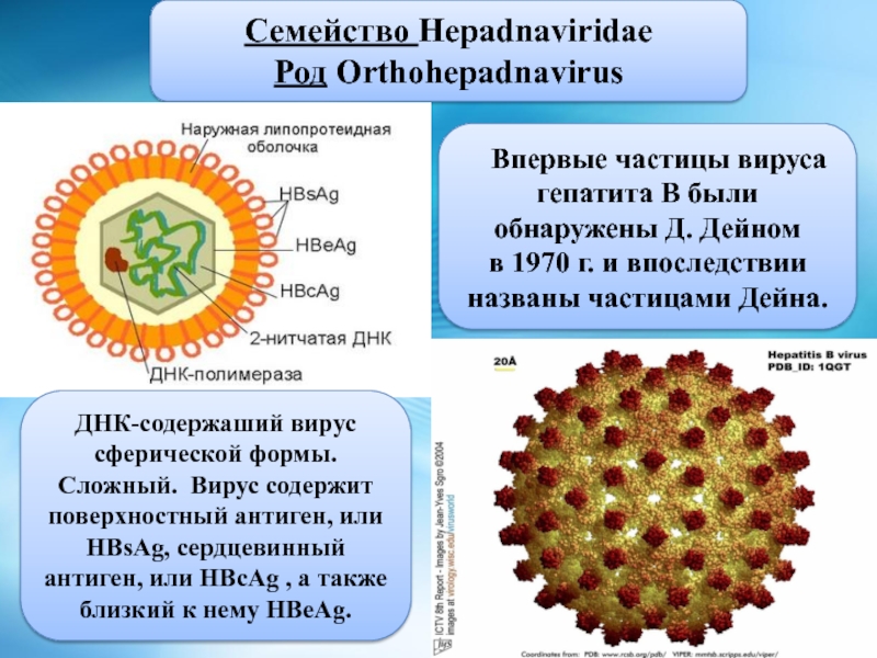 Частица Дейна вируса гепатита. Строение вируса гепатита б. Частица вируса.
