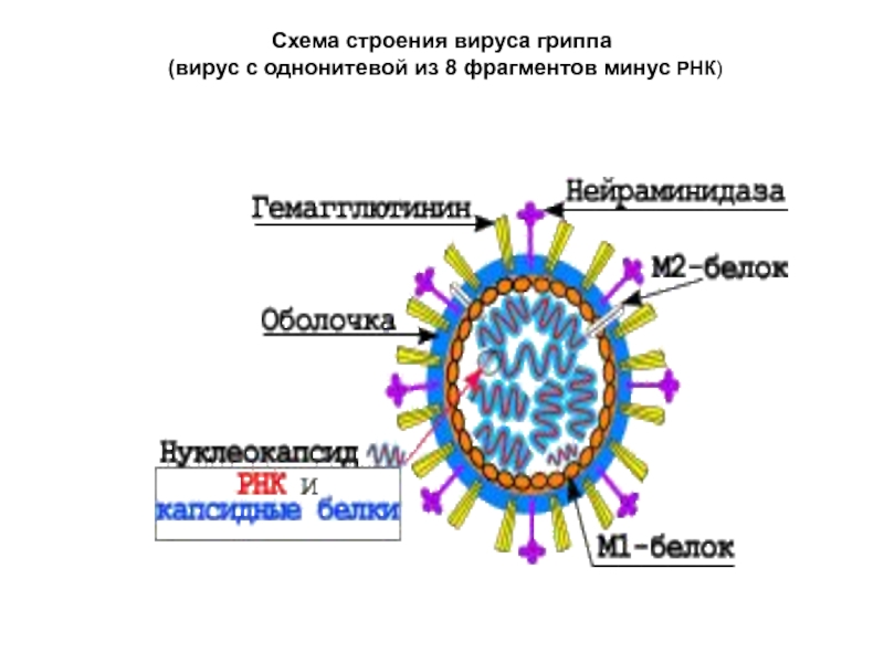 Белок вируса гриппа. Лихорадка Денге строение вируса. Строение вируса органоиды. Ковид строение вируса. Структура вируса Денге.
