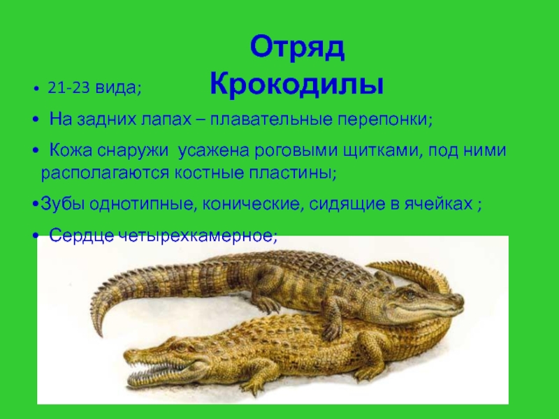 Тип симметрии крокодила