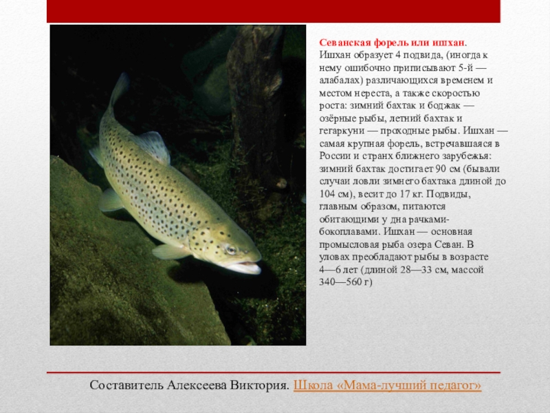 Красная книга карелии рыбы фото и описание