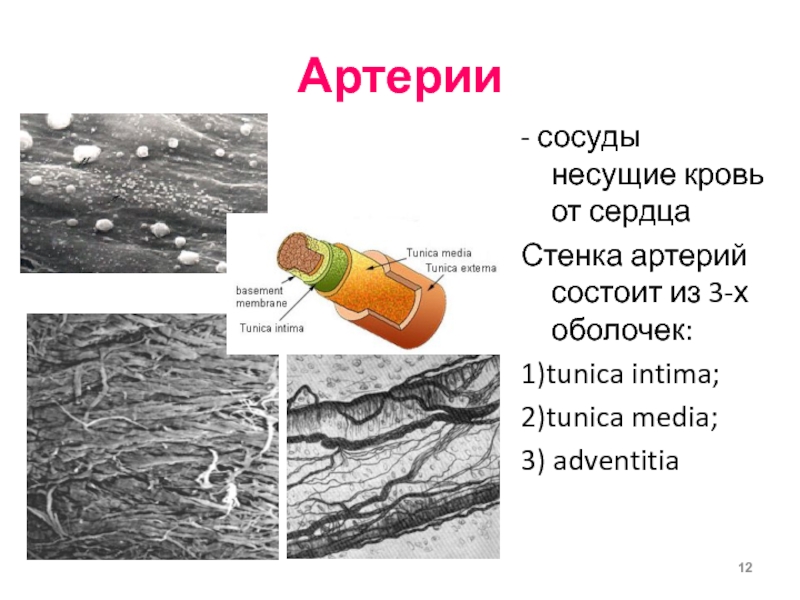 Стенка артерий состоит из. Артерии это сосуды несущие кровь. Стенка артерии состоит из 3 оболочек. Артерии это сосуды несущие кровь от сердца. Адвентиция сосудов.