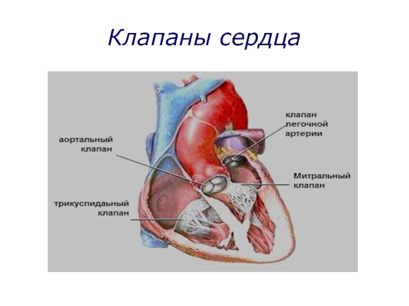 Сердечный клапан. Пульмональный клапан сердца. Клапаны сердца. Легочный клапан сердца. Клапаны сердца легочный клапан.