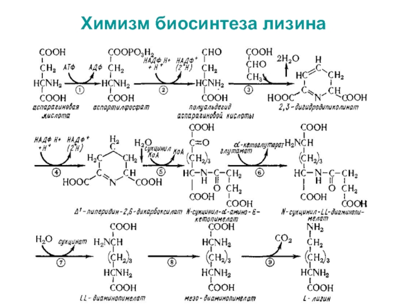 Технологическая схема лизина