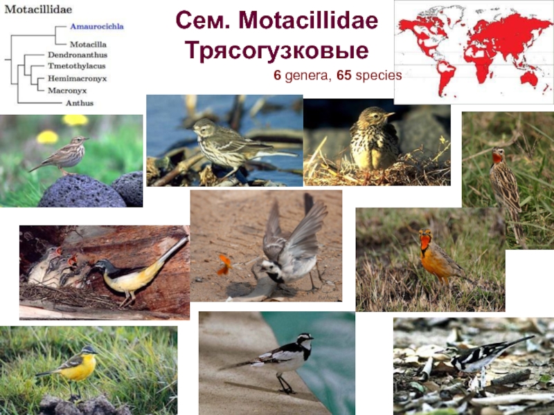 Презентация Сем. Motacillidae Трясогузковые