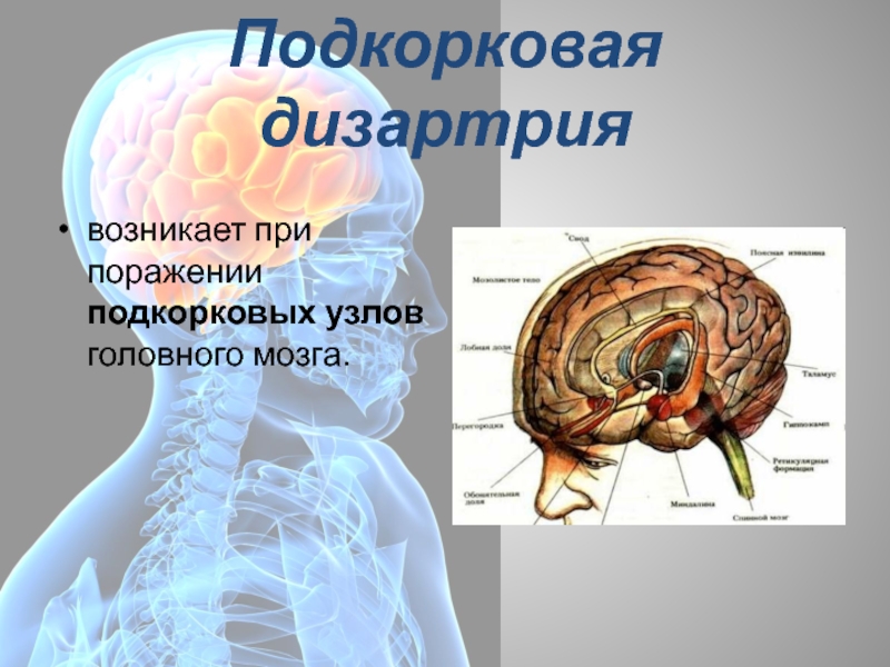 Подкорка головного мозга. Подкорковые функции головного мозга. Подкорковые нарушения головного мозга. Подкорковые узлы головного мозга.