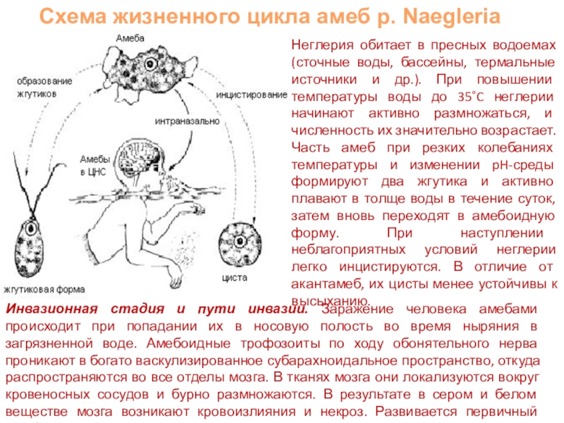 Неглерия фоулера презентация