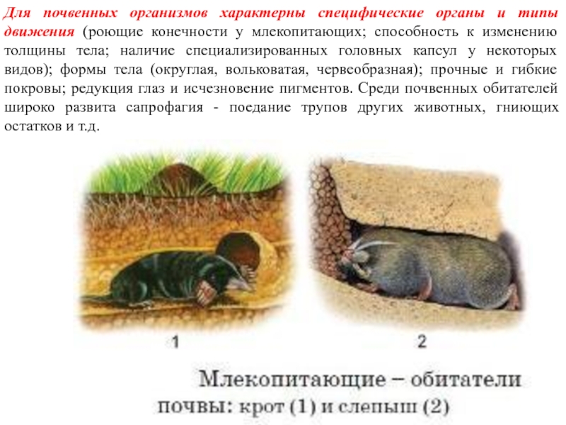 Презентация на тему почвенные млекопитающие