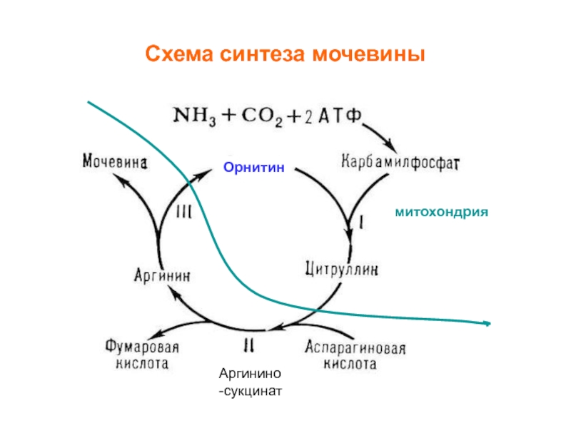 Орнитиновый цикл биохимия схема