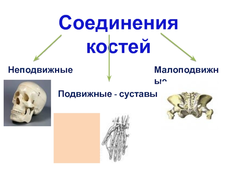 Подвижное соединение костей суставы. Соединение костей скелета. Подвижное соединение костей скелета. Соединения костей подвижные подвижно соединительные неподвижные. Неподвижное соединение костей скелета.