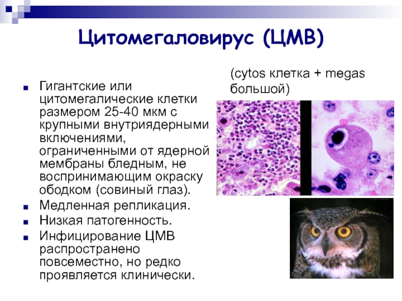 Цитомегаловирус симптомы