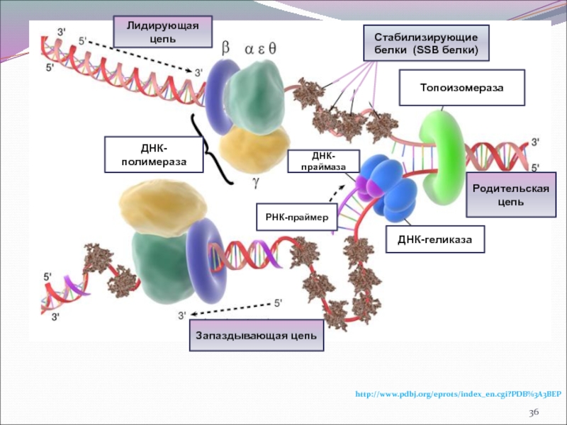 Днк полимераза картинка