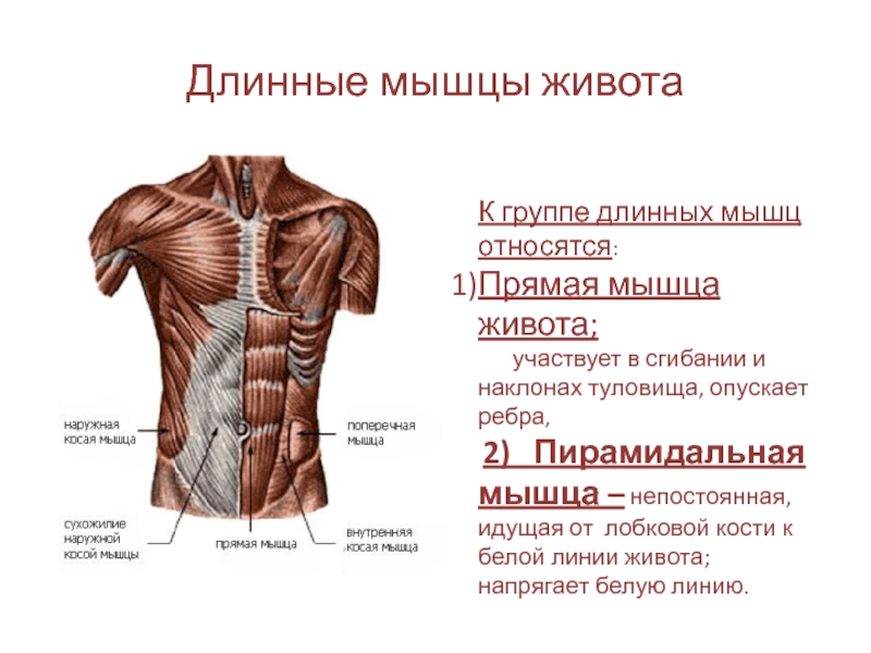 Длина мышц. Мышцы живота вид спереди. Мышцы живота вид сбоку. Пирамидальная мышца сзади. Поперечная и прямая мышцы живота, вид спереди.