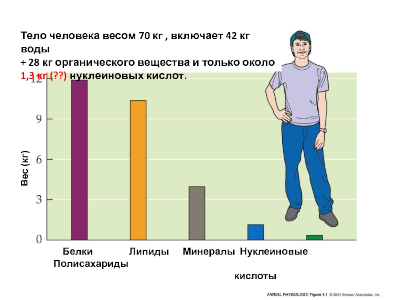 Тело человека весом 70 кг, включает 42 кг воды
+ 28 кг органического вещества и