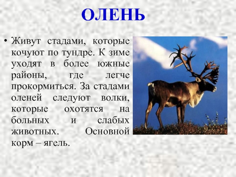 Сообщение северный. Ареал обитания Северного оленя. Рассказ о олене. Рассказ про оленя. Олень сведения.