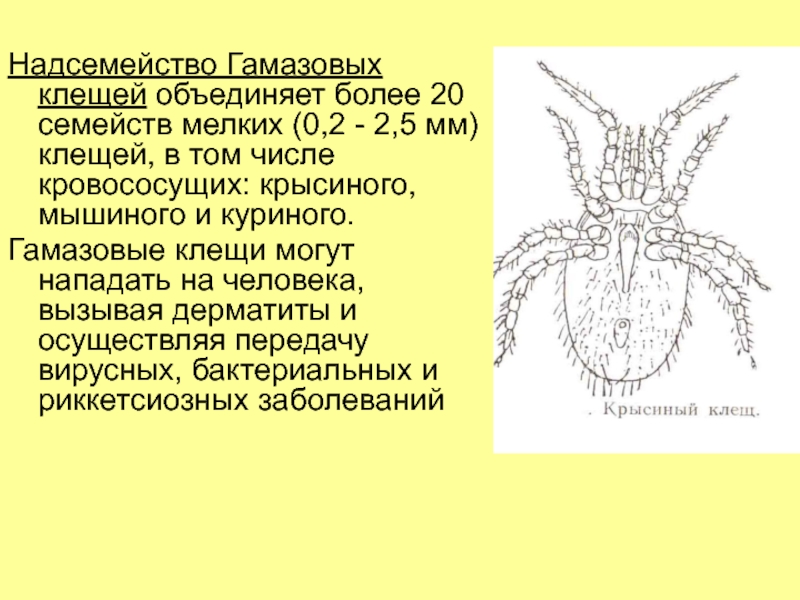 Характеристика клеща