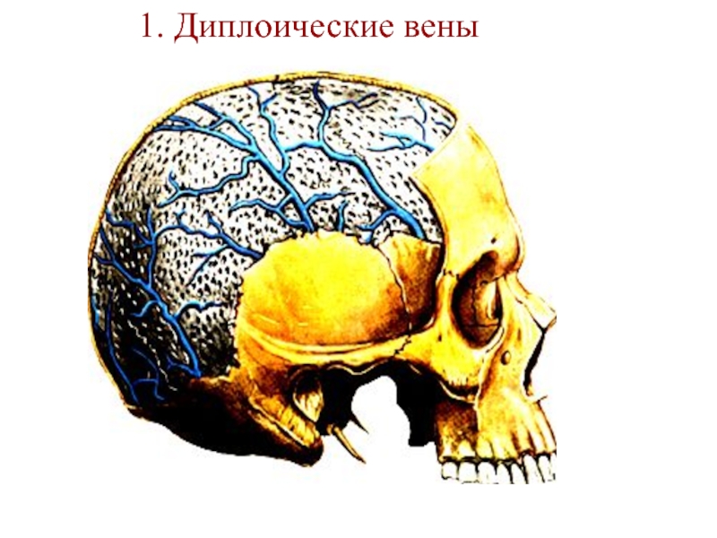 Венозный в черепе. Лобная диплоическая Вена. Сосцевидная эмиссарная Вена. Диплоические вены головы. Эмиссарные вены головы.