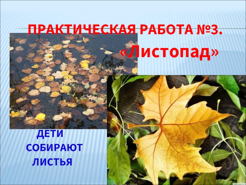 3 листопада день. Сообщение на тему приметы листопада. Разведка осенних примет.