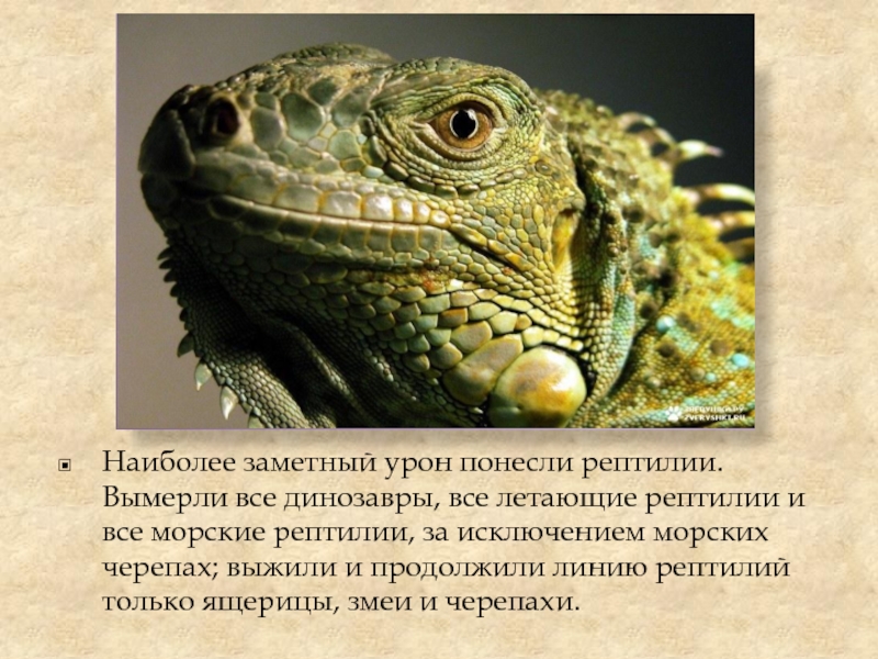 Книга рекордов природы рептилий самый