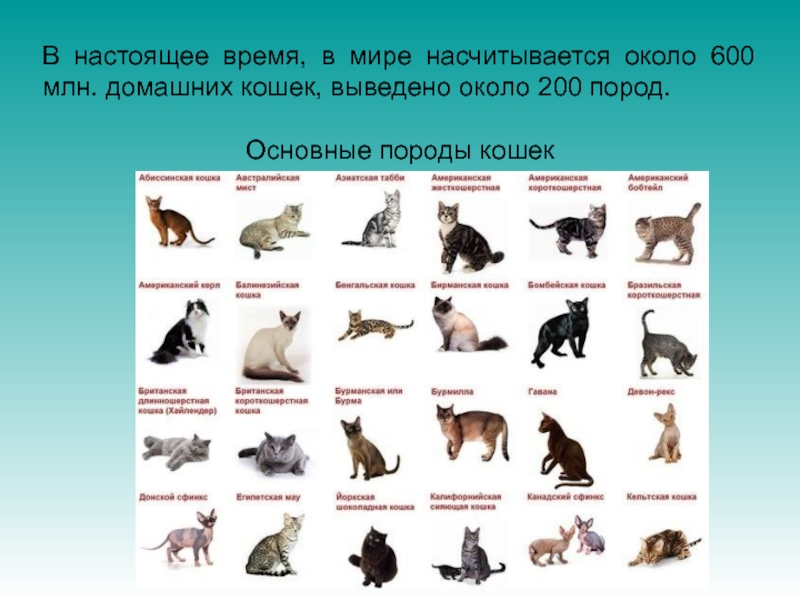 Какие породы домашних. Примеры пород домашних животных. Породы домашних животных собак и кошек. Разнообразие пород кошек. Основные породы собак.