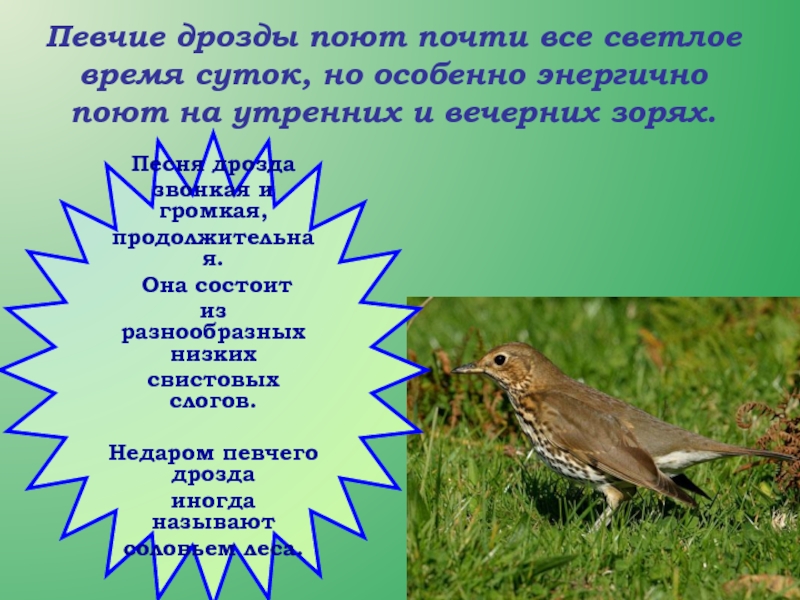 Песня дрозда. Дрозд поет. Соловей и певчий Дрозд поют. Певчий Дрозд пение. Певчий Дрозд как поет.