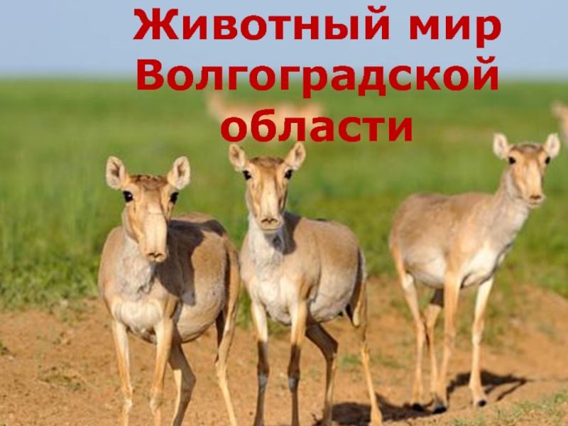 Животный мир Волгоградской области