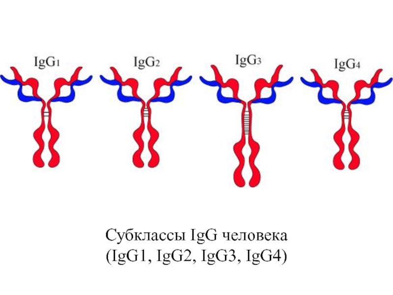 Иммуноглобулин g4. Подклассы иммуноглобулина g. Структура иммуноглобулина g. Субклассы иммуноглобулинов. Igg1 igg2 igg3 igg4.