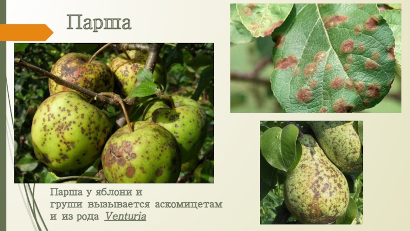 ПаршаПарша у яблони и груши вызывается аскомицетами из рода Venturia