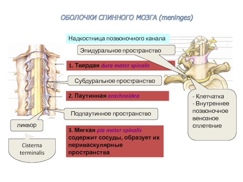 Мягкая оболочка спинного. Оболочки и МЕЖОБОЛОЧЕЧНЫЕ пространства спинного мозга. Субарахноидальное пространство спинного мозга. Субдуральное пространство позвоночного канала. Надкостница спинного мозга.