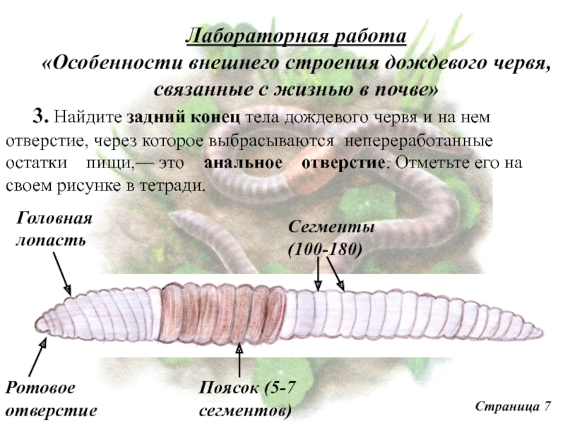 Передний и задний конец червя. Задний конец тела дождевого червя. Анальное отверстие у дождевого червя. Строение дождевого червя. Передний и задний концы тела дождевого червя.