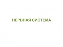 НЕРВНАЯ СИСТЕМА