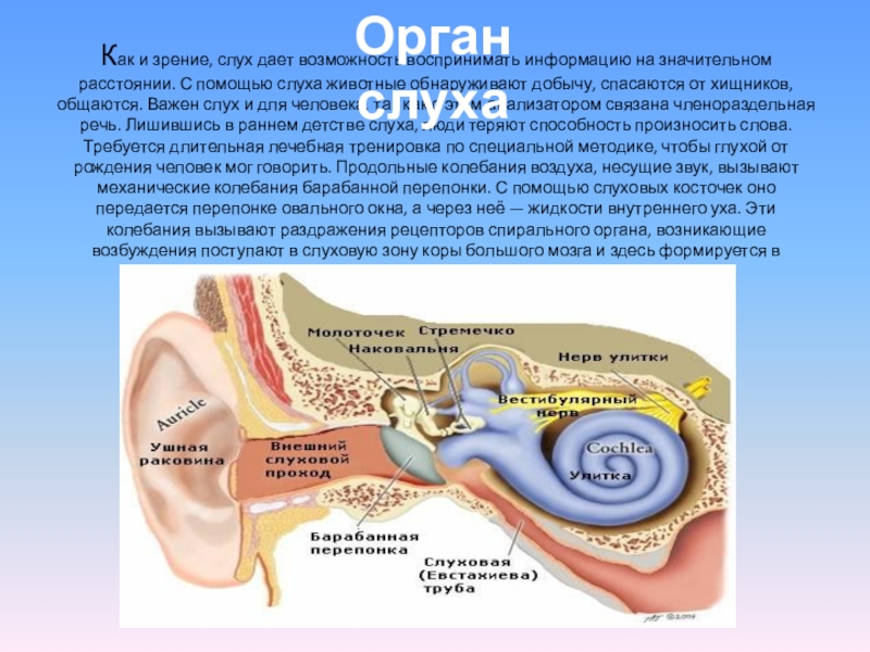 Какое значение органа слуха. Орган слуха. Органы чувств человека слух. Анализаторы слуха органы чувств. Слух человека и животных.