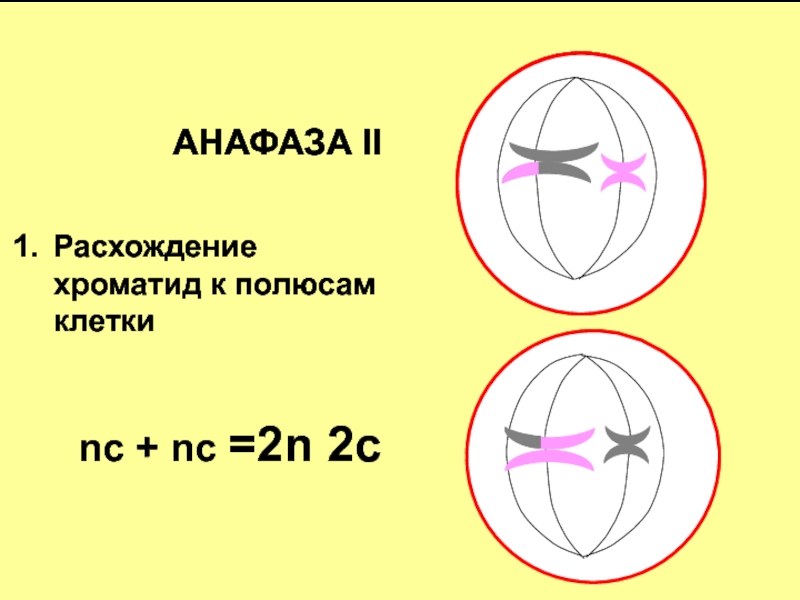 Расхождение хроматид к полюсам клетки. Анафаза мейоза 2. Анафаза расхождение хроматид к полюсам клетки. Расхождение хроматид в анафазе.