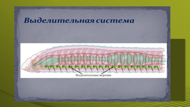 Органы выделительной системы червя. Выделительная кольчатых червей. Органы выделительной системы кольчатых червей. Выделительная система кольчатых червей многощетинковые. Кольчатые черви строение выделительная система.