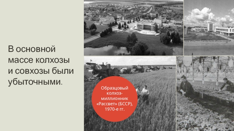 Все колхозы района продали государству зерно сверх плана колхоз рассвет