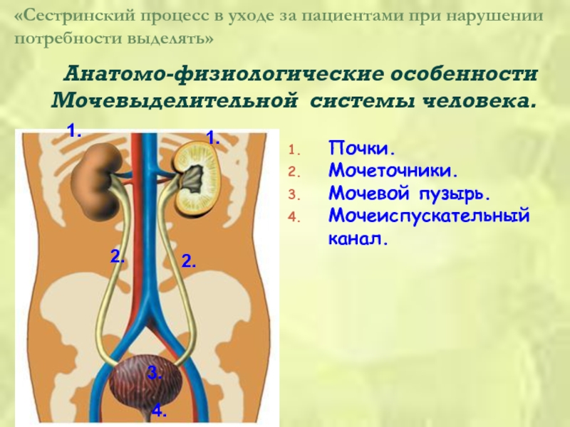 Функция мочевых органов. Афо органов мочевой системы. Мочевыделительная система человека почки. Мочевыделительная система Афо. Анатомо-физиологические особенности мочевыделительной системы.